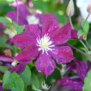 Clematis 'Warszawska Nike' - image 1