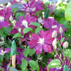 Clematis 'Warszawska Nike' - image 2
