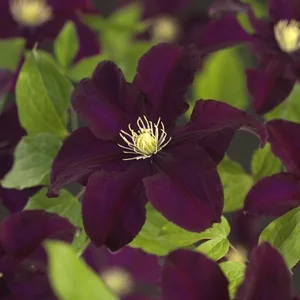 Clematis 'Warszawska Nike'