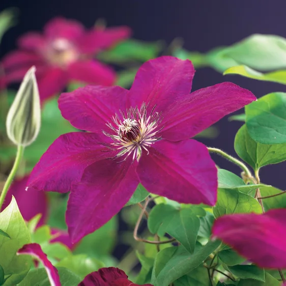 Clematis 'Westerplatte'