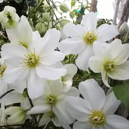 Clematis x cartmanii 'White Abundance'