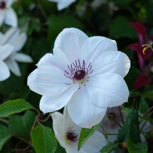 Clematis 'White Pearl'