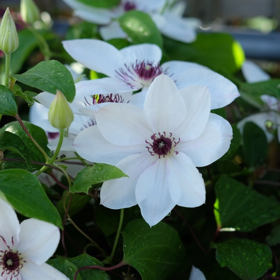 Clematis patens 'White Pearl' - image 2