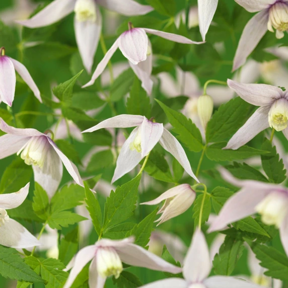 Clematis alpina 'Willy'