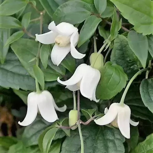 Clematis urophylla 'Winter Beauty' 3L - image 2