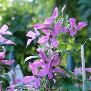 Clematis 'Wonderfull'