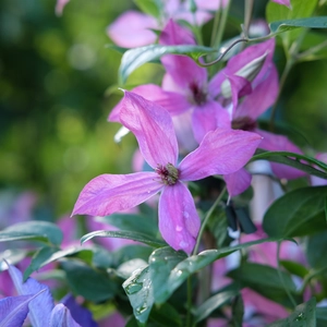 Clematis viticella 'Wonderfull' - image 2