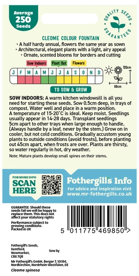 Cleome Colour Fountain - image 2