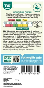 Cleome Colour Fountain - image 2