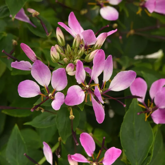 Picture - Ball Horticultural