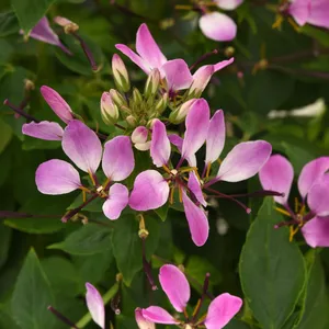 Picture - Ball Horticultural