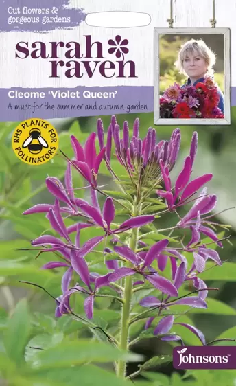 Cleome Violet Queen - image 1