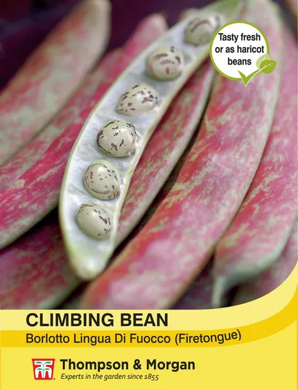 Climbing Bean Borlotto Lingua (Firetongue) - image 1