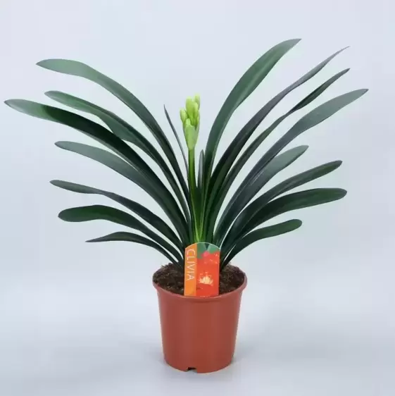 Clivia miniata 13cm