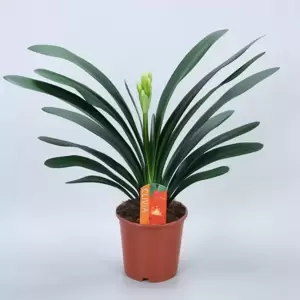 Clivia miniata 13cm