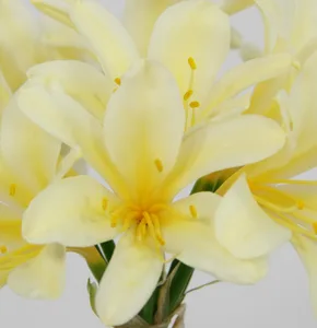 Clivia miniata 'Strong Yellow' - image 2