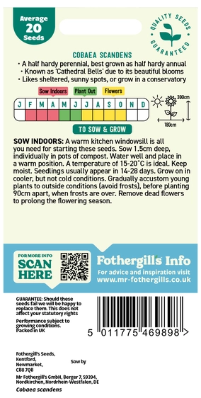 Cobaea Scandens - image 2