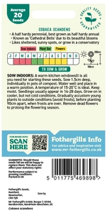 Cobaea Scandens - image 2