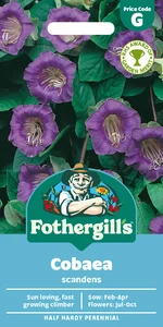 Cobaea Scandens - image 1