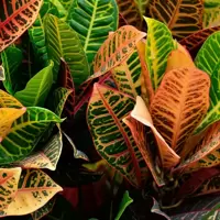 Codiaeum (Croton)