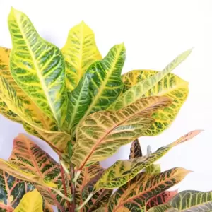 Codiaeum (Croton) variegatum 'Excellent' 19cm