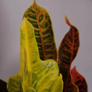Codiaeum (Croton) variegatum 'Excellent' 17cm