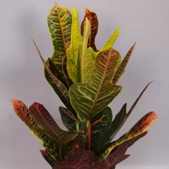 Codiaeum (Croton) variegatum 'Excellent' 17cm - image 2