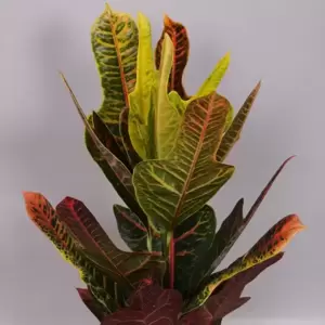 Codiaeum (Croton) variegatum 'Excellent' 17cm - image 2