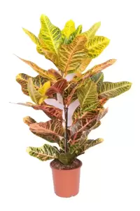 Codiaeum (Croton) variegatum 'Excellent' 19cm - image 2