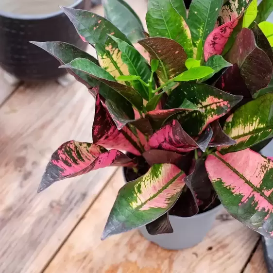 Codiaeum (Croton) 'Iceton' 17cm - image 2