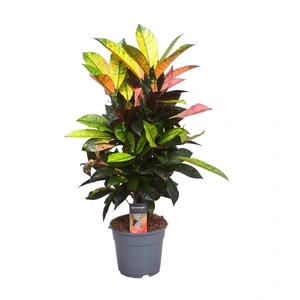 Codiaeum (Croton) 'Iceton' 17cm - image 1