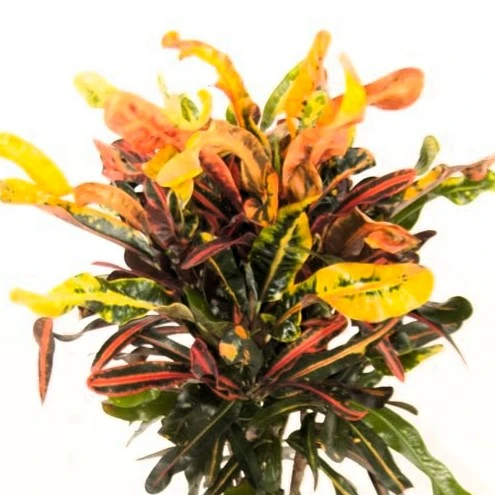 Codiaeum (Croton) 'Mammi' 12cm - 3 Stem