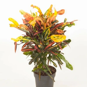 Codiaeum (Croton) 'Mammi' 19cm - image 2