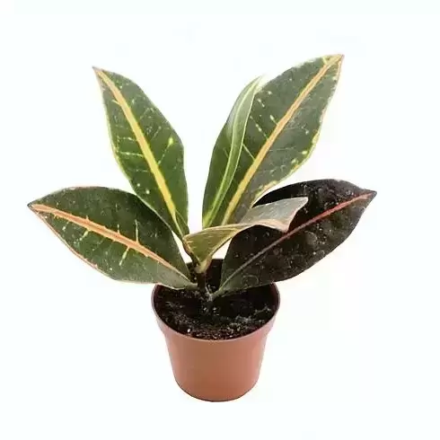 Codiaeum (Croton) variegatum 'Petra' 6cm - image 2
