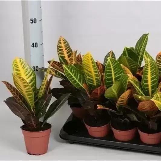 Codiaeum (Croton) variegatum 'Petra' 12cm - image 3