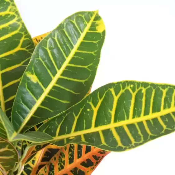 Codiaeum (Croton) variegatum 'Petra' 9cm