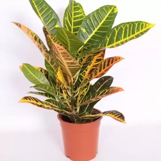 Codiaeum (Croton) variegatum 'Petra' 17cm - image 2