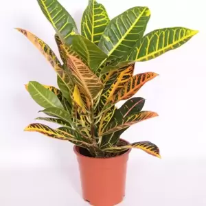 Codiaeum (Croton) variegatum 'Petra' 17cm - image 2