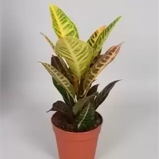 Codiaeum (Croton) variegatum 'Petra' 12cm - image 2