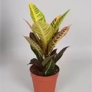 Codiaeum (Croton) variegatum 'Petra' 12cm - image 2