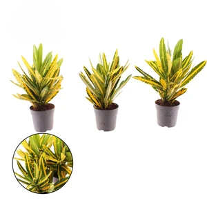 Codiaeum (Croton) 'Sunny Star' - image 2