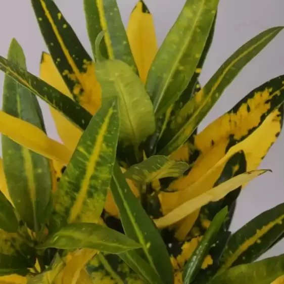 Codiaeum (Croton) 'Sunny Star' - image 1