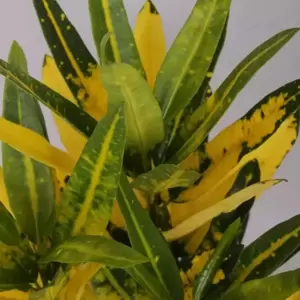 Codiaeum (Croton) 'Sunny Star' - image 1