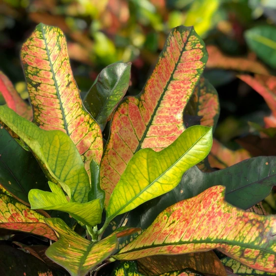 Codiaeum (Croton) 'Wilma' - image 1