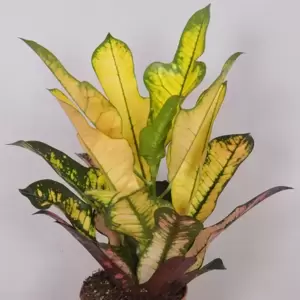 Codiaeum (Croton) 'Wilma' - image 2