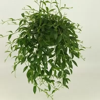 Codonanthe crassifolia