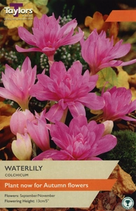 Colchicum Waterlily