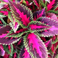 Coleus