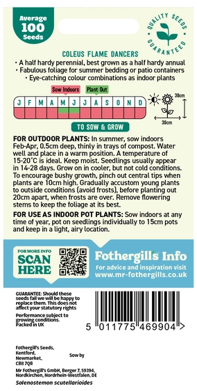 Coleus Flame Dancers - image 2