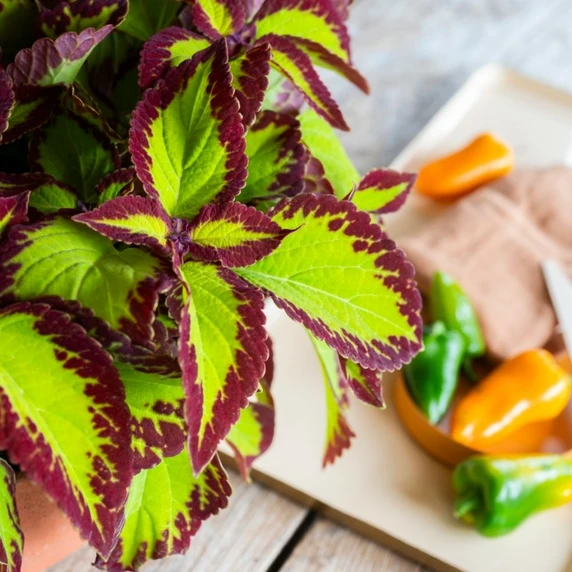 Coleus 'Stained Glassworks Velvet' - image 3